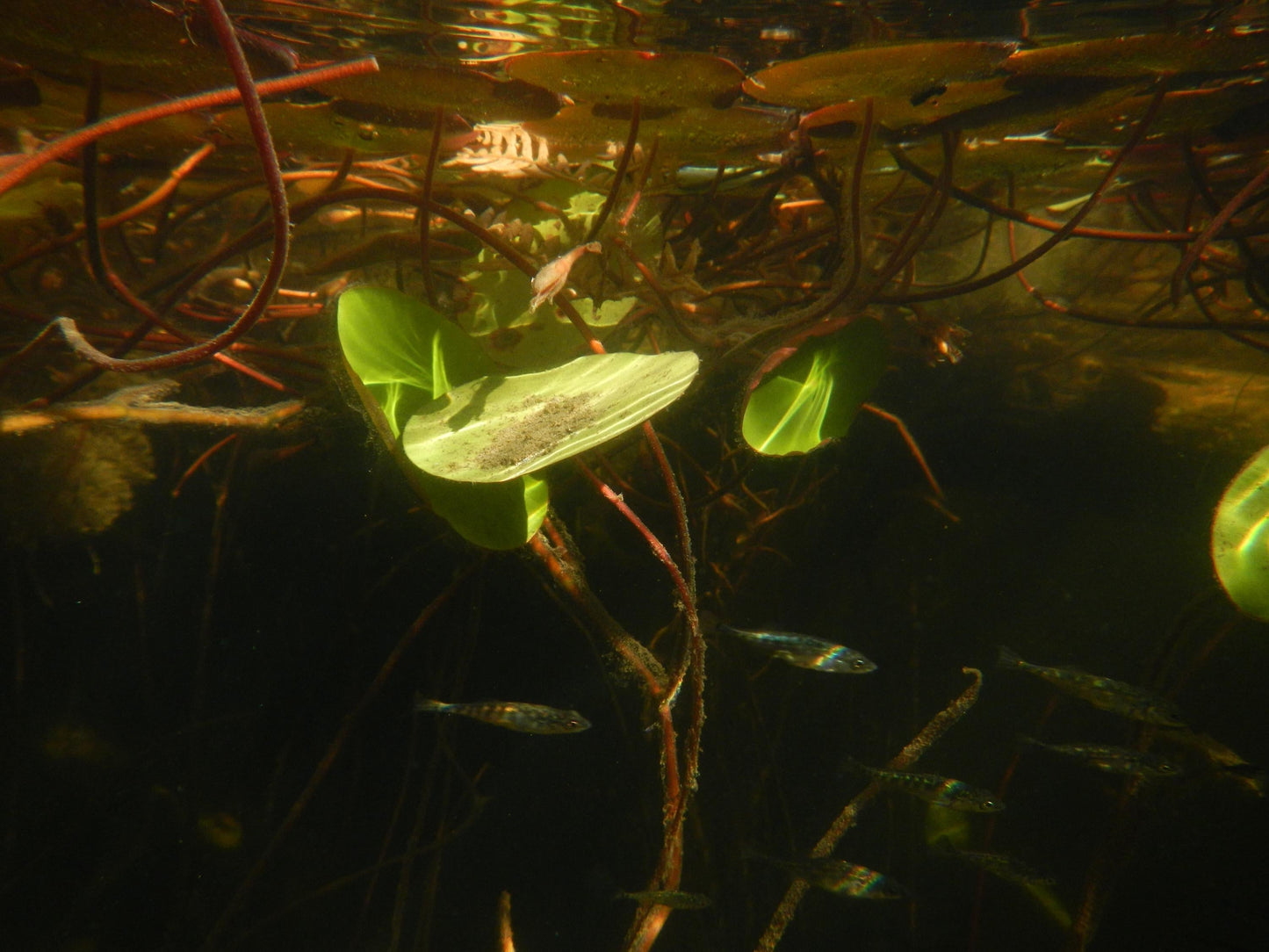 Cute y2k aesthetic digicam Nikon Coolpix AW 100 waterproof camera with beaded strap PreOwned