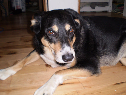 Cute Y2k Aesthetic Olymlus FE 20 hand decorated digital camera PreOwned