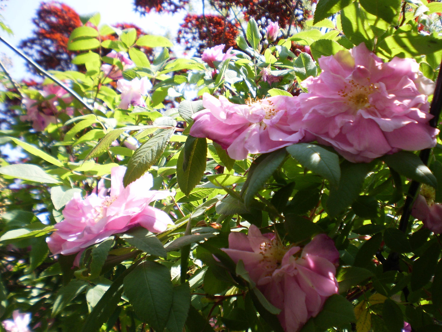 Cute Y2k Aesthetic Olymlus FE 20 hand decorated digital camera PreOwned